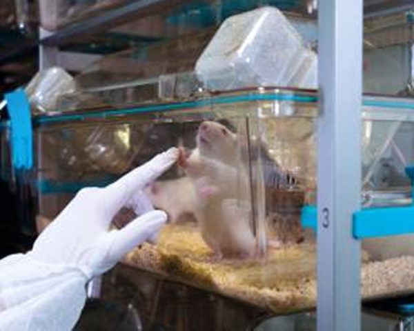 Ventilated Cages (IVC) Rats  ER-1800