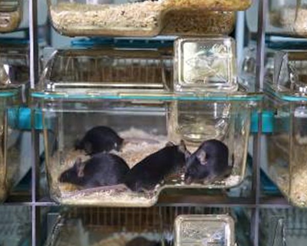Ventilated Cages (IVC) Mice  EM-500
