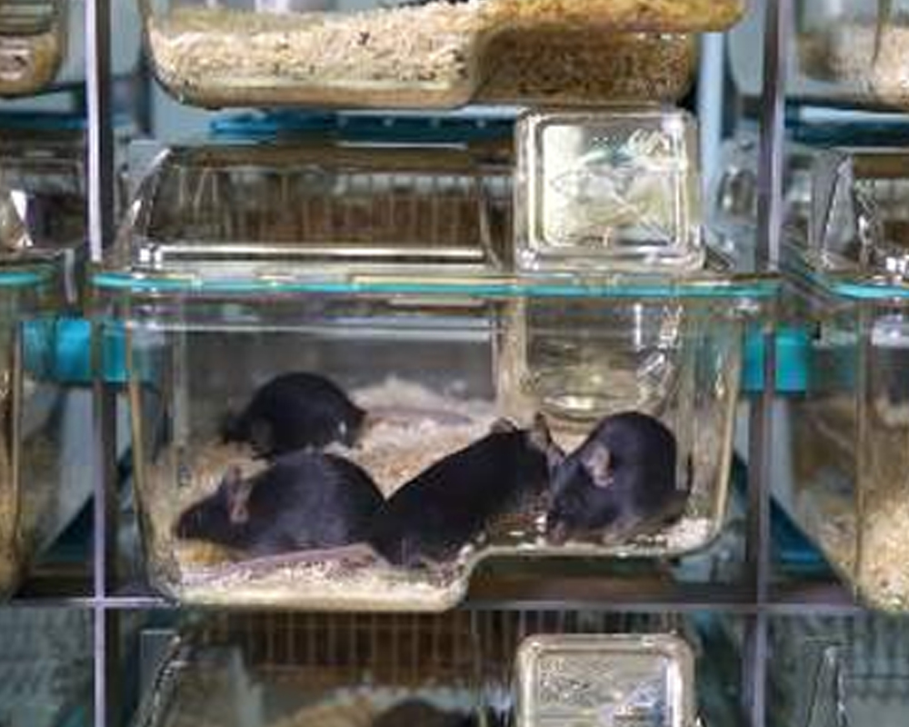 Ventilated Cages (IVC) Mice EM-500